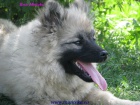 vl�� �pic-keeshond