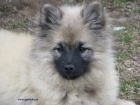 vl�� �pic-keeshond
