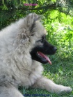 vl�� �pic-keeshond