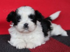 Shih-tzu, �i-tzu s PP