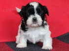 Shih-tzu, �i-tzu s PP