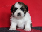 Shih-tzu, �i-tzu s PP