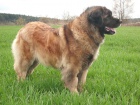 LEONBERGER - �t���tka