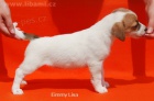 Jack Russell teri�r