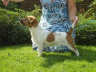 Jack Russell terier hol�i�ka s PP