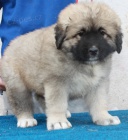 Kavkazsk� pasteveck� pes