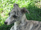 vipet , whippet, mal� anglick� chrt