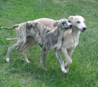 vipet , whippet, mal� anglick� chrt