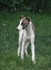 vipet , whippet, mal� anglick� chrt