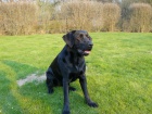 �t���tka Labradorsk�ho retrievera