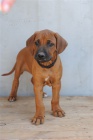 Rhod�sk� ridgeback - �t���tka s pp