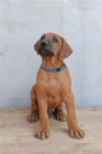 Rhod�sk� ridgeback - �t���tka s pp