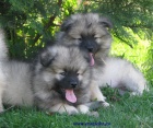 n�meck� �pic vl�� , keeshond