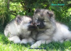 n�meck� �pic vl�� , keeshond