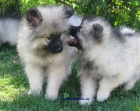 n�meck� �pic vl�� , keeshond