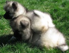 n�meck� �pic vl�� , keeshond