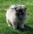 n�meck� �pic vl�� , keeshond