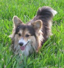 welsh corgi pembroke