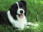 Kr�sn�, vyrovnan� pes Border kolie s PP ke kryt�! Dobr� cen!!!