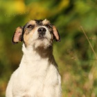 Parson Russell - �t���tka s PP - pejsci