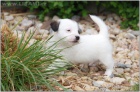 Jack Russell teri�r