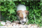 Jack Russell teri�r