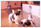 SHIHTZU �t���tka