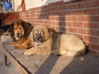 Tibetsk� doga - bereme z�znamy na vrh 2012/2013