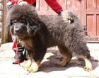 Tibetsk� doga - bereme z�znamy na vrh 2012/2013