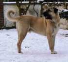 KARABA� - KANGAL - ANATOLSK� PASTEVECK� PES