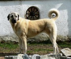 KARABA� - KANGAL - ANATOLSK� PASTEVECK� PES