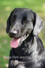 Dva chovn� psi Flat coated retrievera ke kryt�