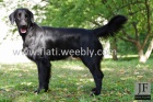 Dva chovn� psi Flat coated retrievera ke kryt�