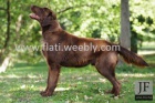 Dva chovn� psi Flat coated retrievera ke kryt�