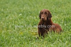 Dva chovn� psi Flat coated retrievera ke kryt�