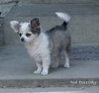 P�ekr�sn� �ivav� kluci s PP