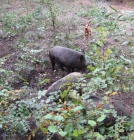 �T��ATA - IRSK� TERI�R S PP