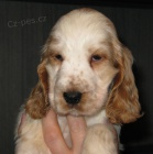 Anglick� kokr�pan�l-