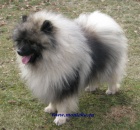 keeshond, n�meck� �pic vl��