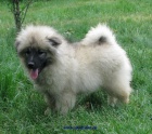 keeshond, n�meck� �pic vl��