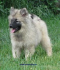 keeshond, n�meck� �pic vl��