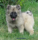keeshond, n�meck� �pic vl��