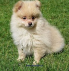 n�meck� �pic mal� 