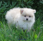 n�meck� �pic mal� 