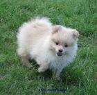 n�meck� �pic mal� 