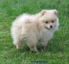 n�meck� �pic mal� 