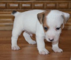 �t�n�tka jack russell terier