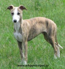 vipet , whippet, mal� anglick� chrt