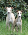 vipet , whippet, mal� anglick� chrt