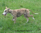 vipet , whippet, mal� anglick� chrt
